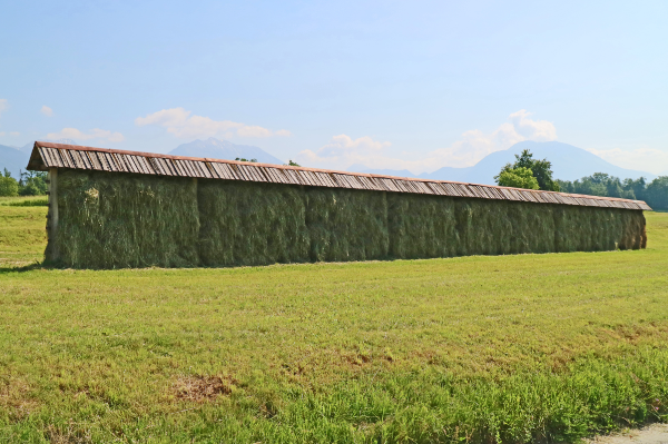 Hay drying near Ribno